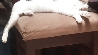 Sleep cat 2