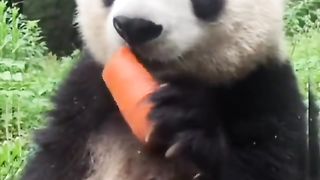 Klakuan absurd HEWAANNII 3