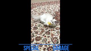 Prenses Leia Ragdoll Kedisi - Princess Leia Ragdoll Cat