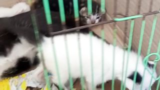 The cat have a sister