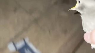 He has3He knew He3He surprised his bird friend and captured him