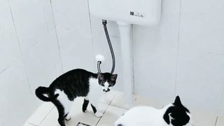 Tanda kucing menyukai kebersihan