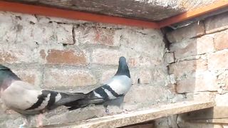 Beautiful pigeon breeder pair best flying blue