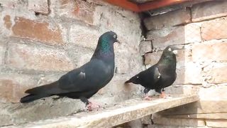 Zakh china breeder pair pigeon beautiful
