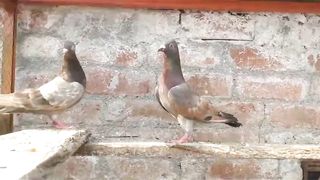 beautiful  pigeon tamra lakha breeder pair