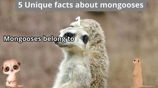 5 Unique Facts about mongooses