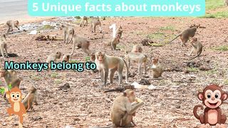 5 Unique Facts about monkeys