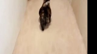 FUNNY CATS MEMES COMPILATION