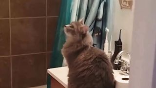 FUNNY CATS MEMES COMPILATION 2