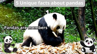 5 Unique Facts about pandas