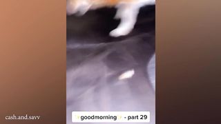 Funny DOGS will make you LAUGH like a drain 2