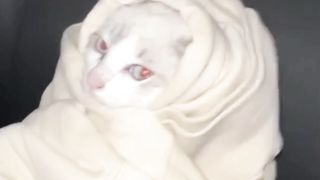 FUNNY CATS MEMES COMPILATION 3