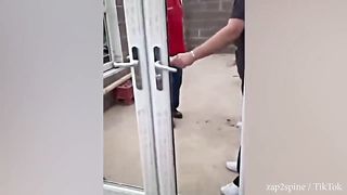 Funny DOGS - HOLD YOUR LAUGH IF YOU CAN