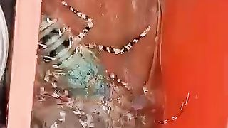Lobster Hasil Tangkapan Nelayan Pulau Banyak