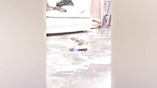 Funniest Animals 2023 - Best Funny Cats Videos
