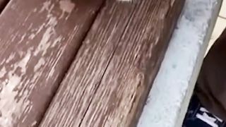 FUNNY CATS MEMES COMPILATION 5