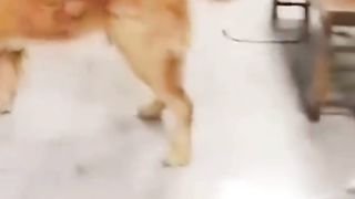 Dogs Deserves? "Oscar Award"