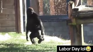 Funny Monkey Viral Video 73