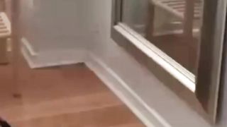 Dogs Deserves? "Oscar Award" 2