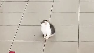Cat sleeping soundly in a strange place