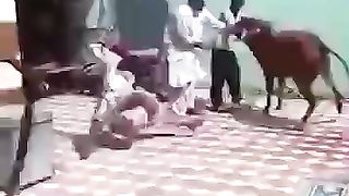 Animals fun 3