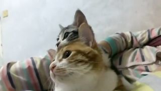 Cats that move in the same way