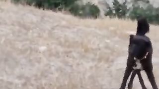 Animals fun 4