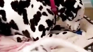 Dogs Deserves? "Oscar Award" 3
