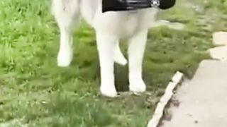 Dogs Deserves? "Oscar Award" 4