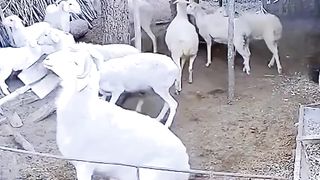 TikTok Funny video