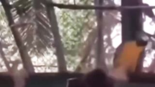 Parrot ???? In Mood