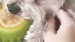 Dogs Deserves? "Oscar Award" 6