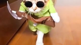 cat fun video ???? ???? best funny ???????? funny video ???????? comedy ????