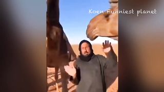 Funny Dogs And Cats Videos 2023 ???? - Best Funniest Animal Videos Of The Month 6