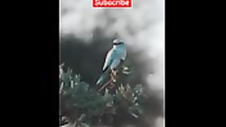 Ababil+bird+_++FACT+_++status+_+#y.3gp
