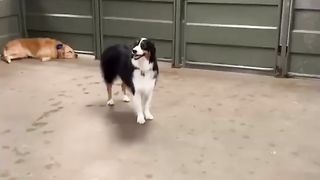 The most hilarious and adorable pet videos of 2023