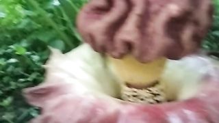 Bunga langka baunya menyengat