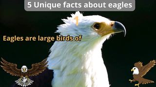 5 Unique Facts about eagles