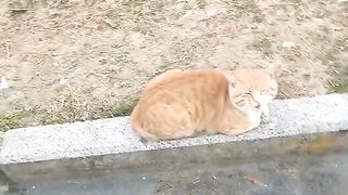 Damn cat????????????