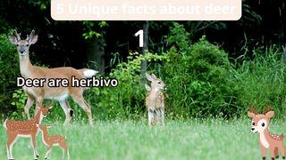 5 Unique Facts about deer