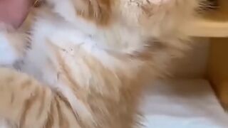 Cute cats 25