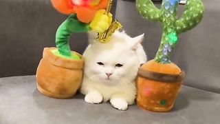cats funny viral video
