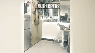 Kucing lucu vs ajing nakal
