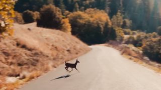 Deer are crossing the road. Beautiful deer ????