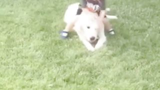 Cute Kids & Dogs