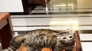 Cute Cat & Dog 2