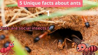 5 Unique Facts about ants