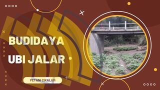 Budidaya Ubi Jalar