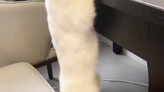viral cat video