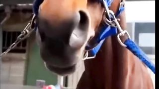 Cute Horse Videos
